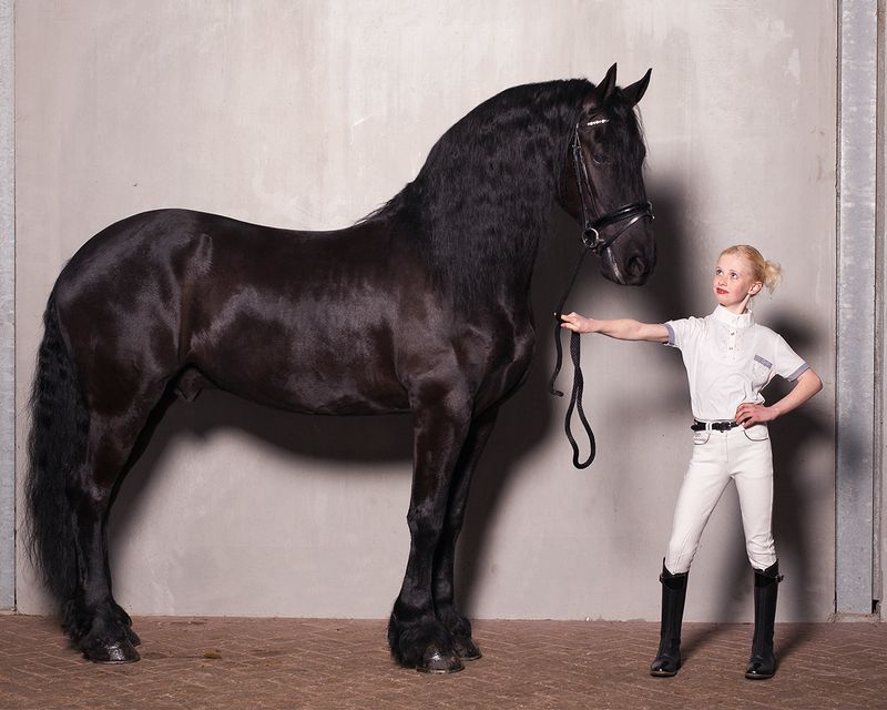 QHP Pearl tekstilforsterket JR stevne ridebukse FS